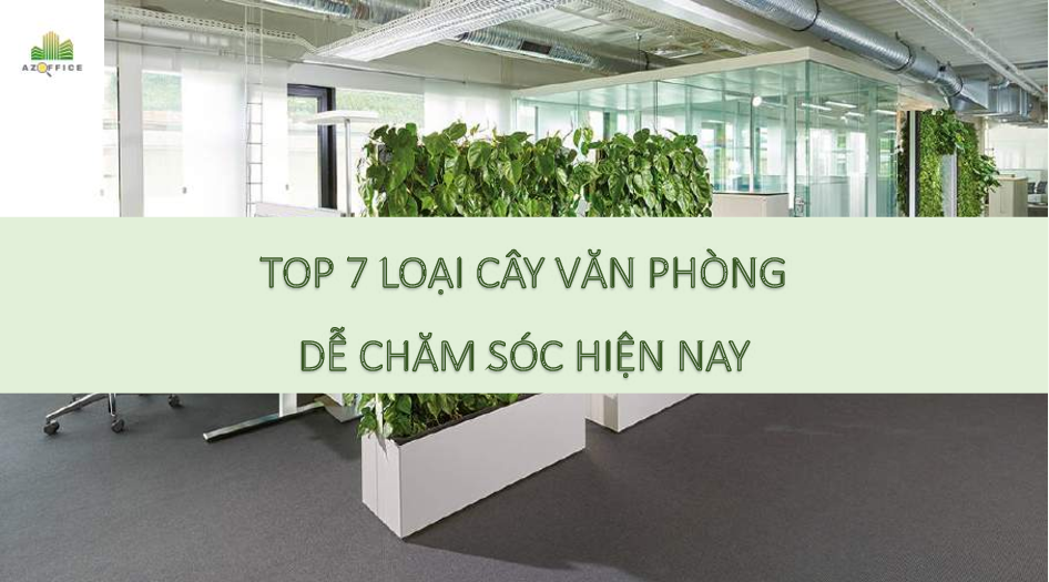 TOP 7 LOẠI CÂY VĂN PHÒNG DỄ CHĂM SÓC HIỆN NAY